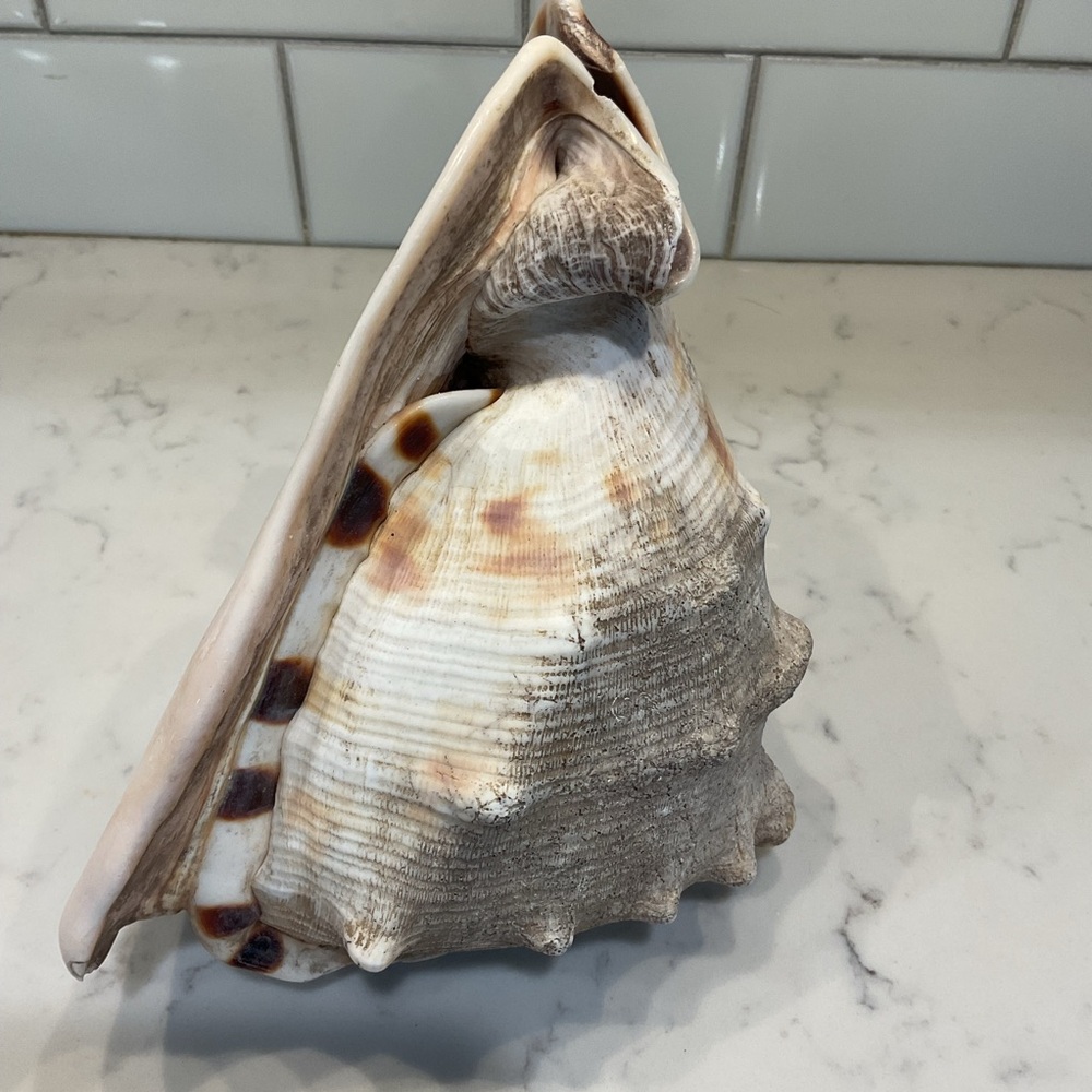 Natural Shell Home Accent Decor